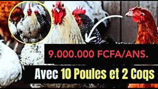 ELEVAGE DES POULETS LOCAUX comment gagner plus de 8 250 000 FCFA avec l élevage du poulet local1080 [upl. by Emersen]