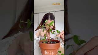 How to propagate a Pilea plant Did you know you can root a Pilea Peperomioides plant hydroplant [upl. by Debra]