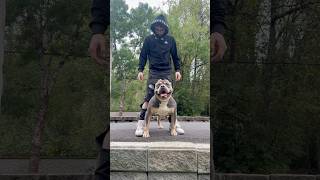 EXTREME BULLY 🦍 kdb’s Goliath of UNCROPPED bullies xlbully [upl. by Gardener612]