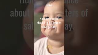 Human Fact 30 Saliva [upl. by Minni]