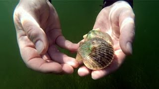 Diving for Scallops in St Petersburg Florida [upl. by Nol56]