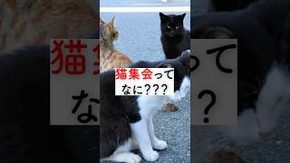 猫集会ってなに？？猫 雑学 豆知識 うんちく トリビア 猫のいる暮らし 猫動画 猫集会 [upl. by Dorian770]