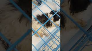 canine Distemper virus in dog  distemper  Shihtzu [upl. by Adams]