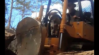 letting my dog ride in the dozer for the first time😁 trail dozer [upl. by Moneta]