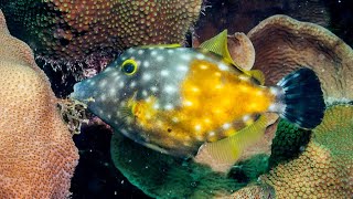 Facts The Whitespotted Filefish [upl. by Royce180]