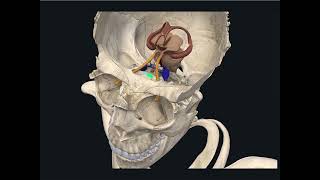 Endocrine System Histology  Pituitary Gland Gross Anatomy [upl. by Anifares]