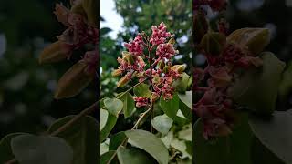 Carambola  fruit starfruit flower nature naturephotography music song sonunigam [upl. by Sutherlan743]