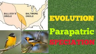 Evolution  Parapatric Speciation [upl. by Parfitt]