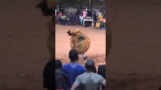 This is Africa Enjoy Igbo masquerade celebrate trumpdance and ogene music in a Nigerian village [upl. by Giustino]