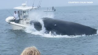 Whale capsizes boat fishing in Portsmouth Harbor off the New Hampshire coast [upl. by Enirehtakyram]