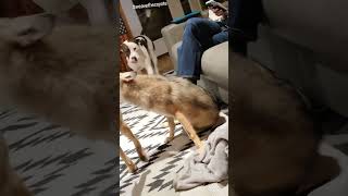 PITBULL saved from COYOTES🐺 weavethecoyote duckholliday rickybobby wildfox wildlife nature [upl. by Alahs]