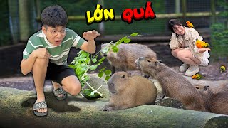 Thắng Tê Tê cùng Hằng Nga đưa bạn Voi đi gặp các con vật Capybara Lạc Đà Vẹt 7 màu [upl. by Shelly]