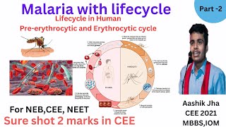 Malaria 2 Life cycle in Human  Preerythrocytic and erythrocytic cycle [upl. by Curry]