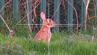 RABBIT HUNTING With A High Powered AirGun  FX IMPACT [upl. by Ecital783]