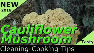 Cleaning and Cooking the Cauliflower Mushroom how to cook Sparassis crispa 2018 recipes [upl. by Anegal]