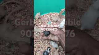 Gerbil for sale trivandrum more info please 🤙 9074306576 [upl. by Corell327]