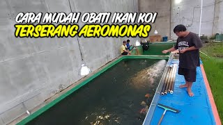 CARA MUDAH MENGOBATI IKAN KOI TERKENA AEROMONAS [upl. by Abroms]