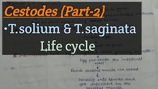 Cestodes Part2  Taenia solium  Taenia saginata  Life cycle [upl. by Engedi]