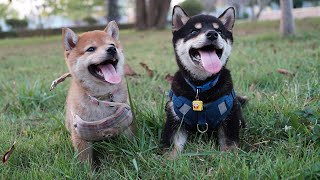 Barking Buddies A Playful Chronicle of Canine Capers [upl. by Aschim680]