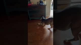 Dog vs Roomba Tuckers Epic Battle with the Cleaning Monster funny fyp foryou fyp fypシ゚viral [upl. by Hildagarde]