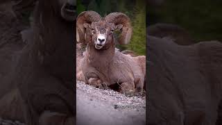 OMG😮 danger ram goat shortvideo shorts [upl. by Tressia685]