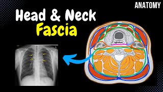 Fascia of the Head and Neck Groups Attachment Points Arrangement [upl. by Gnehp]