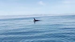 Orcas  Farallon Islands  San Francisco [upl. by Inkster424]