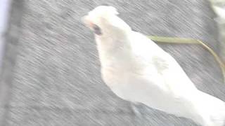 Moki the Bare Eyed Cockatoo knocking to get inside [upl. by Jany76]