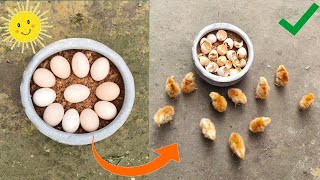 How to hatch eggs at home without incubator  Incubator plastic box help sunlight 100 result [upl. by Aurlie]