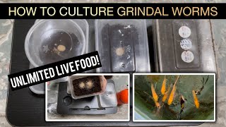 How To Culture Grindal Worms Unlimited Live Foods [upl. by Grissom502]