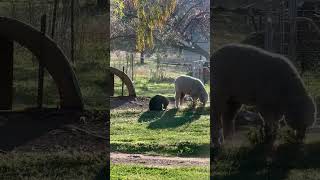 Buster vs pet sheep [upl. by Narba667]