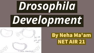 drosophila biology csirnet Drosophila development  Developmental Biology  CSIR NET Life Science [upl. by Aseret]