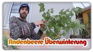 Physalis überwintern  Eintopfen Rückschnitt Stecklinge und mehr [upl. by Eimoan]