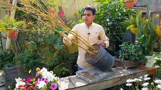 How to Take Care of Bamboo Plant at Home  Bamboo Plantation  How to Grow Bamboo From Cuttings [upl. by Ecienal]