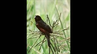 Aves brasileiras Curió  Chestnutbellied SeedFinch [upl. by Cort]