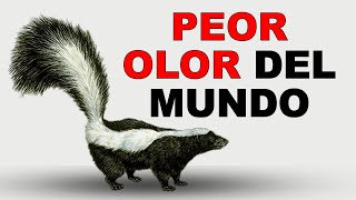 🦨 Zorrillos Por Qué HUELEN Tan MAL Estos MAMÍFEROS  Animales Salvajes [upl. by Niliac]