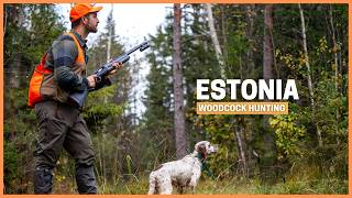 Woodcock Hunting in ESTONIA The REAL Paradise for bird hunting [upl. by Eindys]