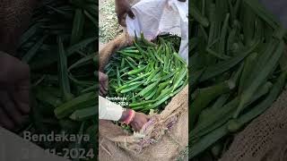 Bendakaya ladyfingers Okra bowenpally vegetable market shortvideo trending videos vlog food [upl. by Melony]