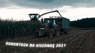 â†KOSZENIE KUKURYDZY NA PODLASIUâ†KRONE BIG X 680 SHREDLAGEâ†2021â† [upl. by Nevai599]