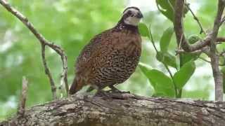 Northern Bobwhite Quail [upl. by Toiboid]