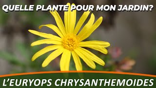 EURYOPS CHRYSANTHEMOIDES  Quelle plante pour mon jardin [upl. by Boorer]