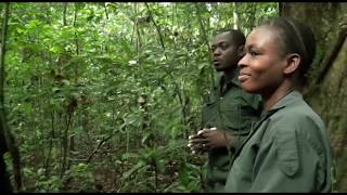 Ecotourisme dans le Parc National de Taï  La face cachée de la Côte d’Ivoire [upl. by Acemat]