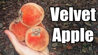 Velvet Apple Diospyros blancoi Weird Fruit Explorer  Ep 159 [upl. by Navaj]