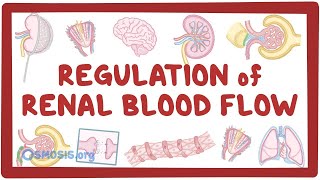 Regulation of Renal Blood Flow [upl. by Nahtannoj]