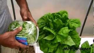 End of 30 Day Hydroponic Lettuce [upl. by Hearn]