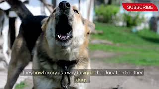 Why Do Dogs Cry Understanding Your Dogs Behavior [upl. by Lindholm634]