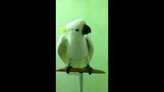 Pappagallo Cacatua Carlottina di Mago Gigi Speciale  Parla canta balla [upl. by Anaerol]