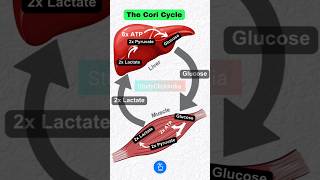 The Cori Cycle  Function of Liver and Muscle [upl. by Loutitia]