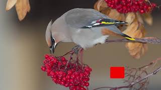 How does Bohemian Waxwing sound Song  Voice Chatter Calls amp Chirping [upl. by Anstus]