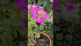 Pipevine swallowtail on bougainvillea butterflies flowers [upl. by Stella576]